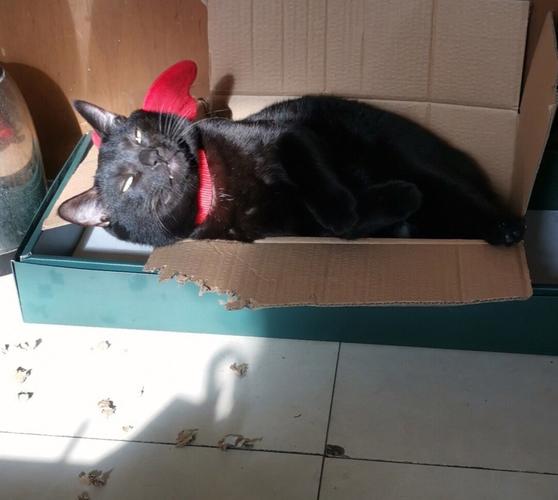 梦见全身都是血的猫