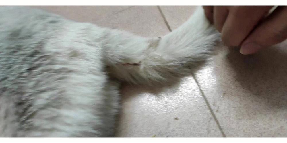 梦见猫腿断了