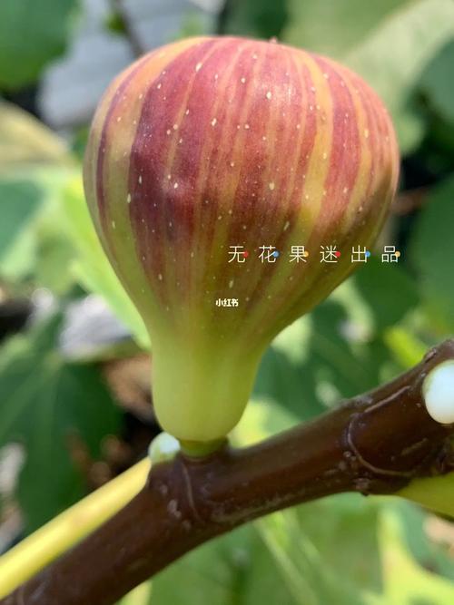 无花果寓意着没有后代是真的吗