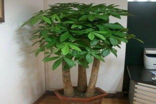 植物风水说:发财树放在哪里风水好