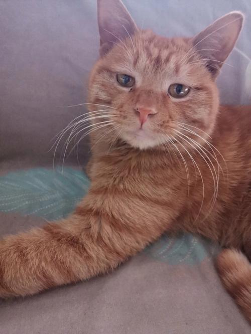外来的猫自入宅有什么预兆