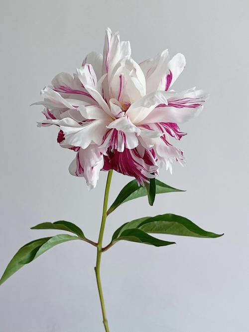 芍药的生态学特性与生物学特性