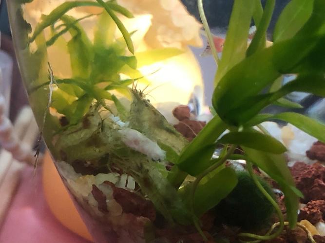 梦见鱼缸的鱼死了