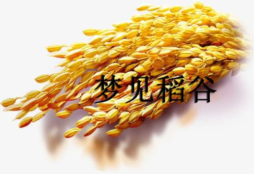 梦见稻谷是什么意思