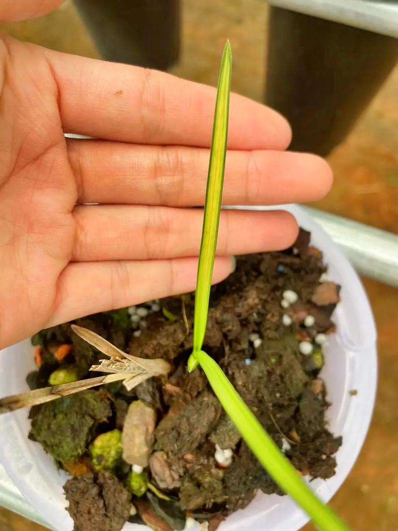 梦见兰花发芽有什么征兆