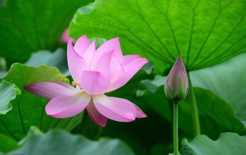 进入8月之后,这3个生肖运势特别棒,有喜从天降,会功成名就