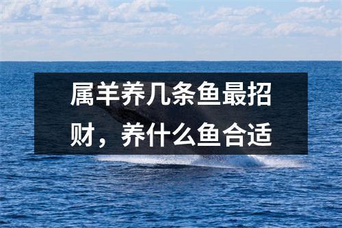 属羊的养几条鱼好呢