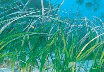 梦见海草是什么意思