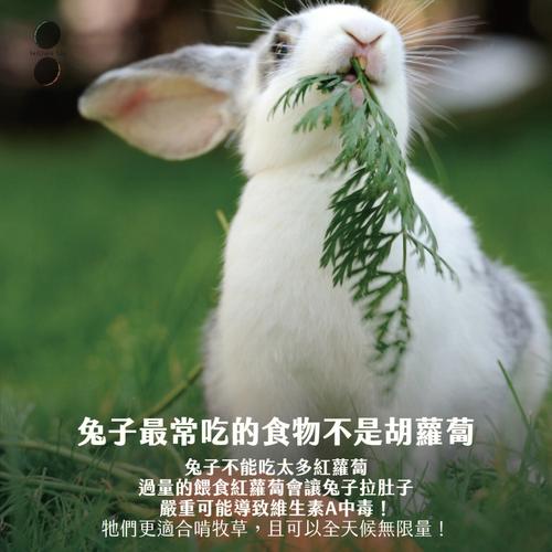 让生肖兔更爱你的绝招