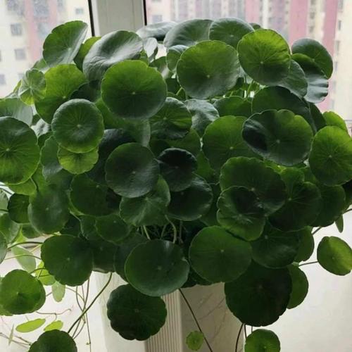 家里再穷也要养植物有哪些