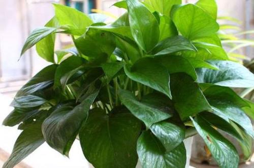 生肖马的幸运植物:绿萝