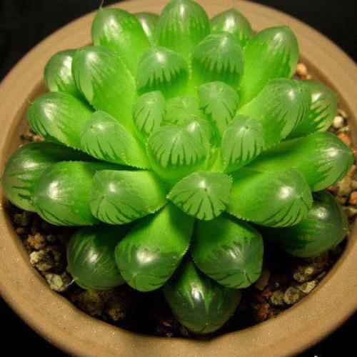 梦见多肉植物