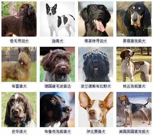 有什么可爱的宠物名字还有哪些你不知道的