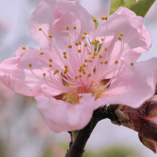 本月结束后桃花炸裂