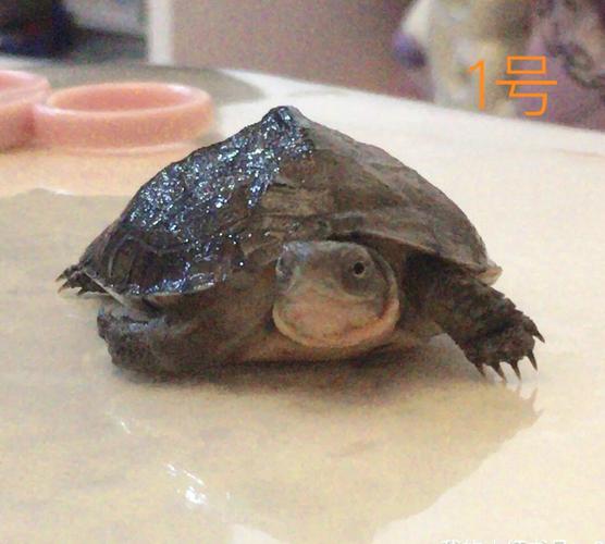 梦里梦到乌龟追自己预示着什么意思