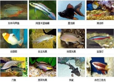 什么鱼的名字好听