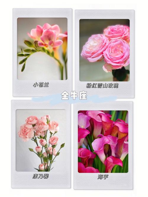 待雪草的花语及传说