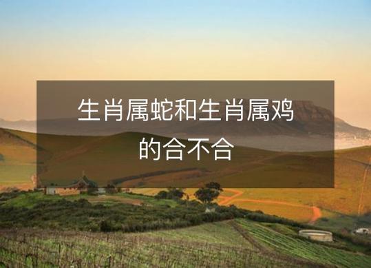 属蛇的和属鸡的相冲吗