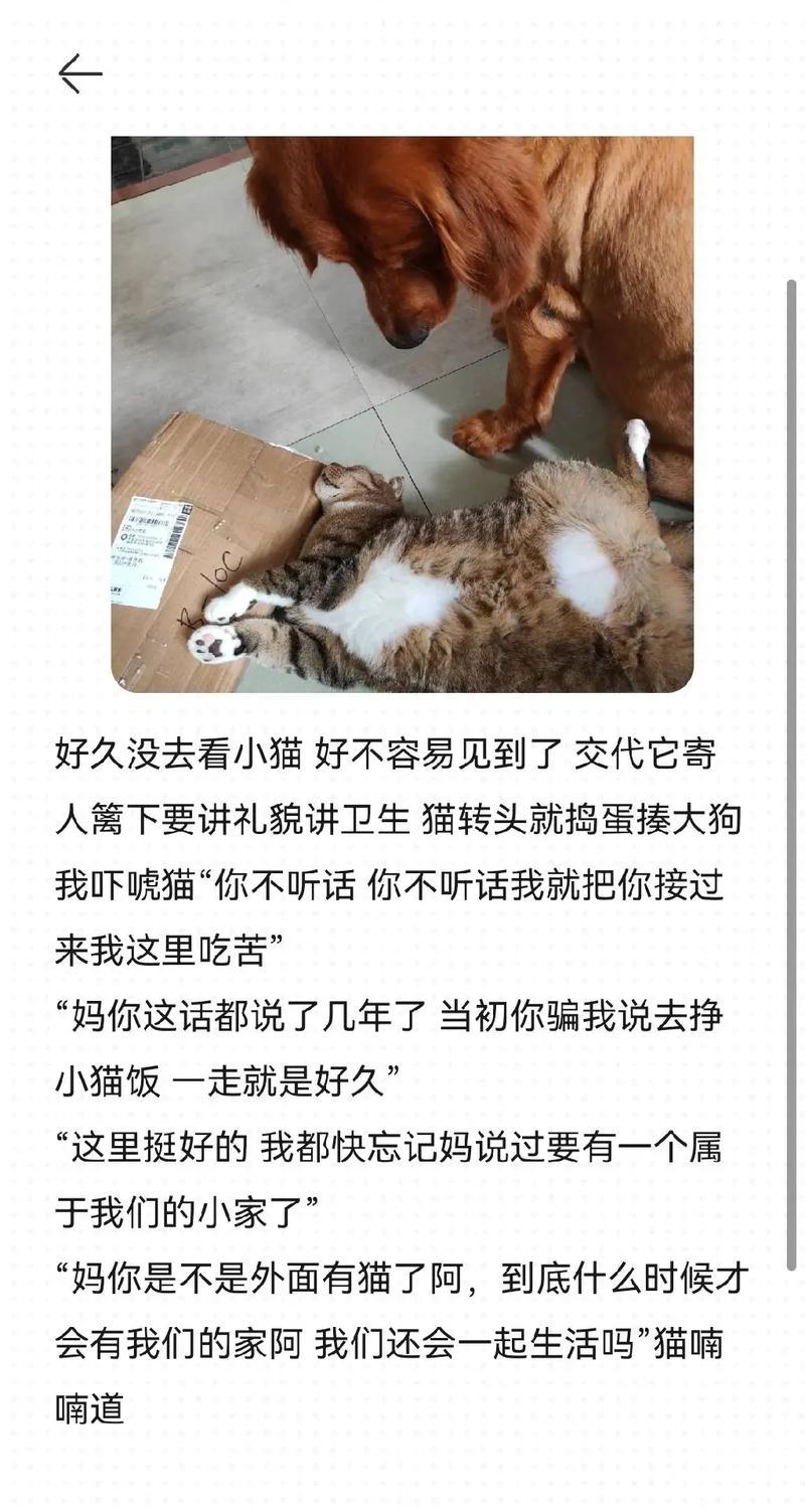 梦见小猫跟着我是什么意思
