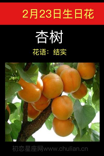 2月23日生日花语：杏树
