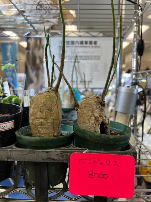 梦见血和猴子 梦见杀猴子见血是什么兆头
