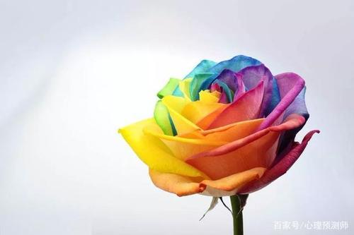 花花草草测试你的爱情颜色
