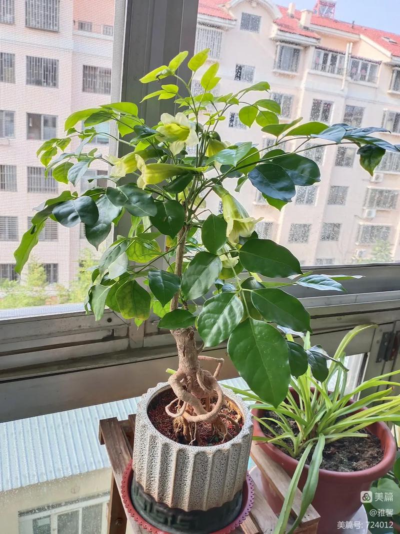 家中花草旺的征兆