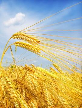 植物类周公解梦大全:粮食类