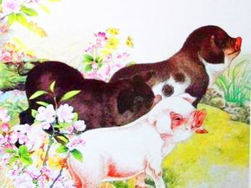 01月07日生肖运势狗、猪、羊大吉
