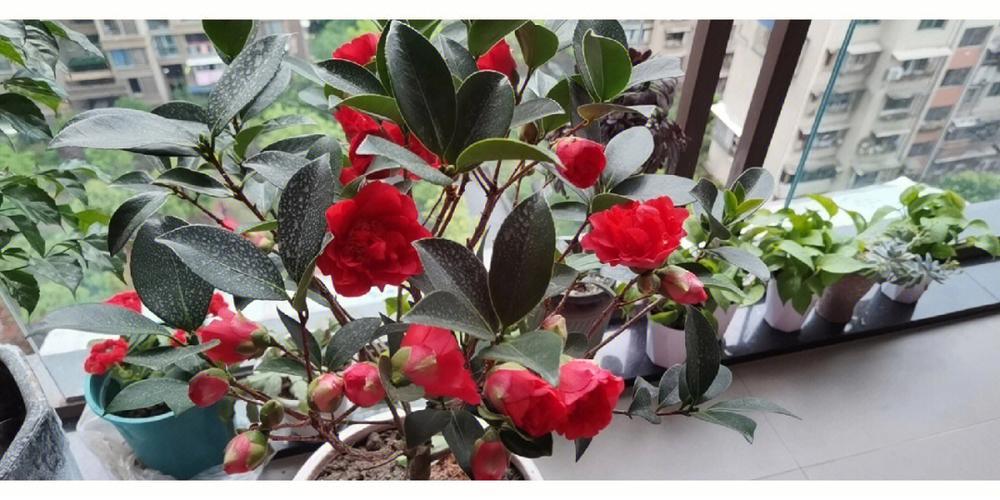 家里为什么不能养茶花
