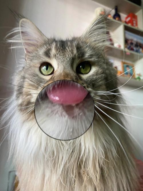 梦见猫吐我一脸口水