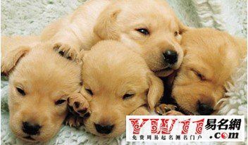 梦见家里养了狗