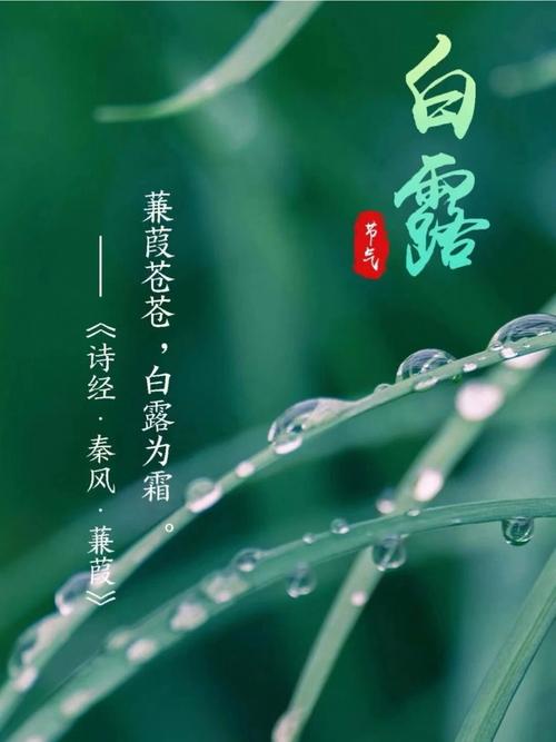 2020年白露节气亥时出生的宝宝命好吗?