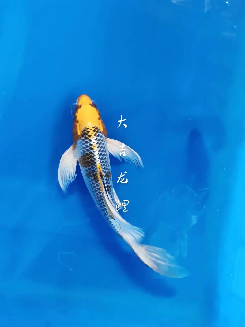 风水鱼死了该如何做?