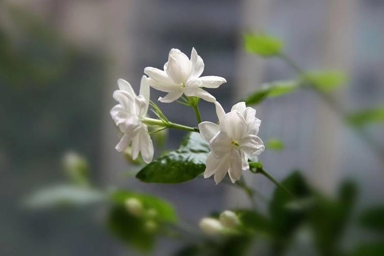茉莉、茉莉花