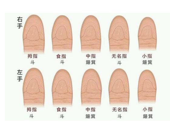 手相指纹有几个斗,才是富贵命