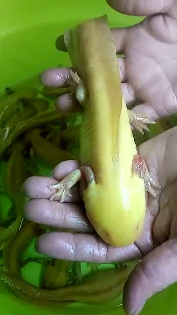 梦见鱼长腿了是什么意思