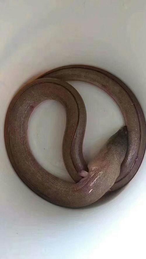 土龙的人性格与运势如何