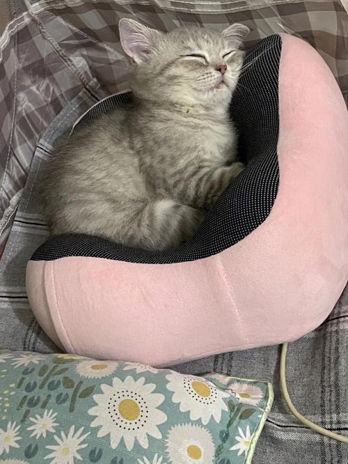 梦见养猫周公解梦,梦见养猫是什么意思?