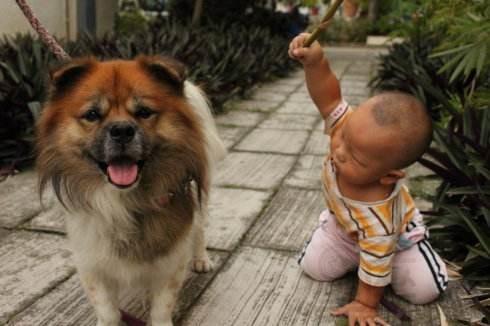 梦见别人打狗 梦见别人打狗子