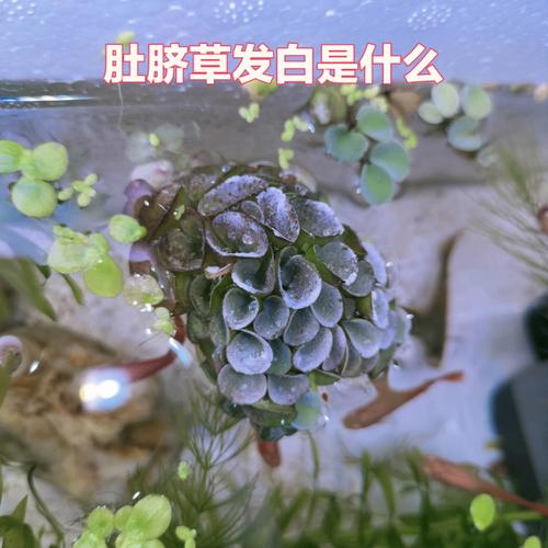 梦见浮萍周公解梦,梦见浮萍是什么意思?