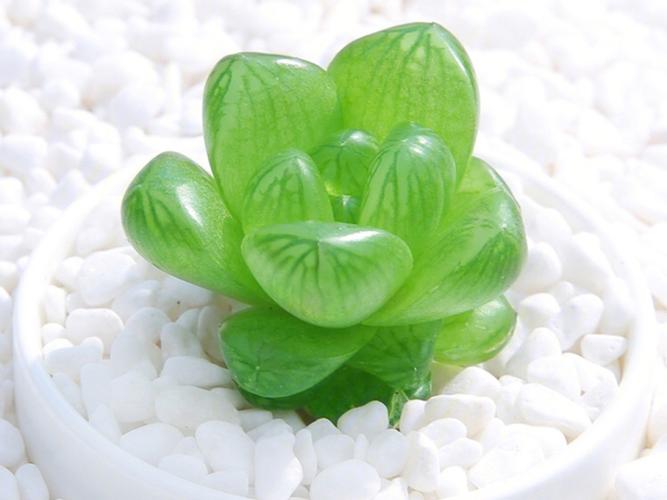 玉露花语是什么意思