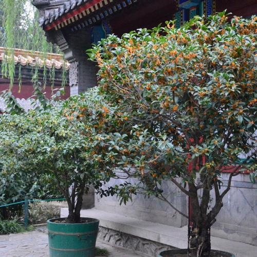 家里种桂花树吉利吗