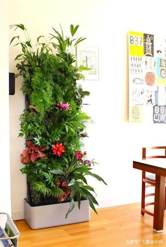 绿植隔断之能代替屏风的植物