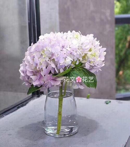 绣球花寓意不好吗