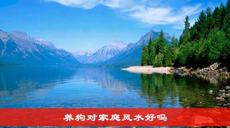 适合养狗的风水