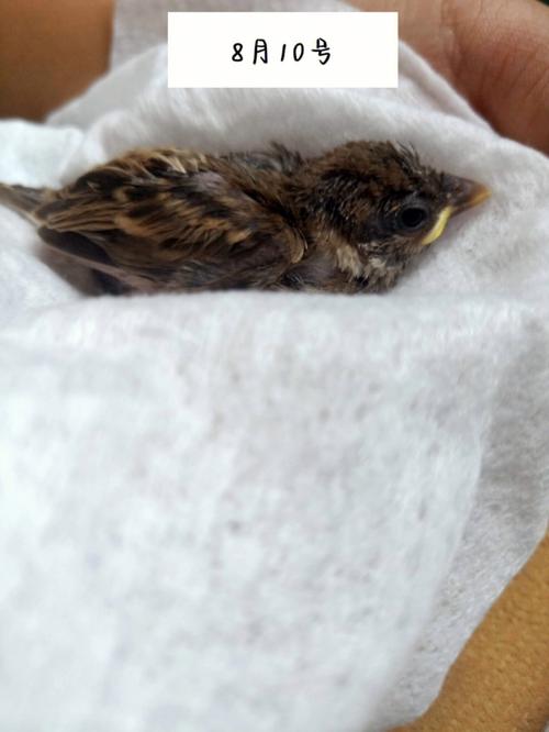 梦见死麻雀
