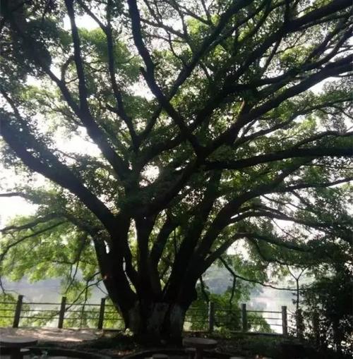 农村在这些地方种百年榕树的风水意义