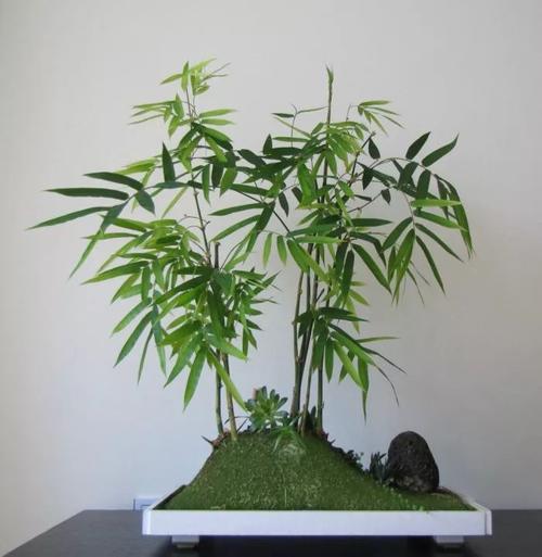 菲白竹及桃叶珊瑚各有何风水作用?