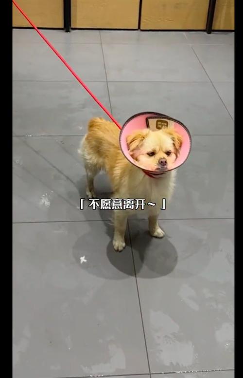 梦见狗自己的狗出车祸是什么意思